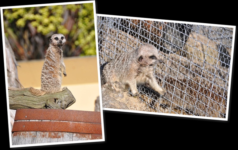 View Male Meerkat 2