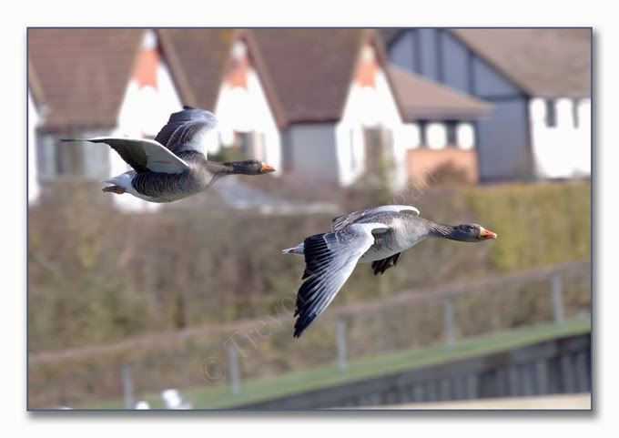 Mimic3 Graylag Mimic3 Graylag