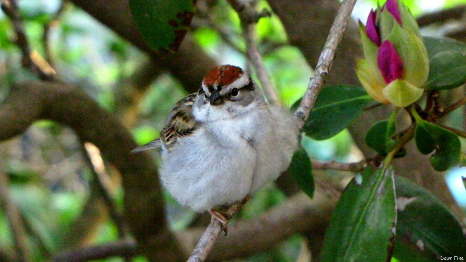 [Birds%2520at%2520window_038%255B8%255D.jpg]