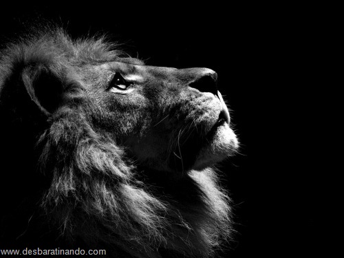 animais national geographic desbaratinando (13) animais national geographic desbaratinando (13)