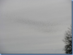5799 Texas - I-30 - flock of birds