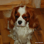 Vinter 2010