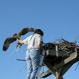 Osprey Banding