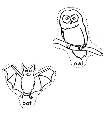 Nocturanal Animals : Owl and Bat