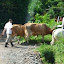 There are always dudes in the road with bulls.