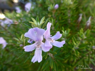 [P1000018%255B3%255D.jpg]