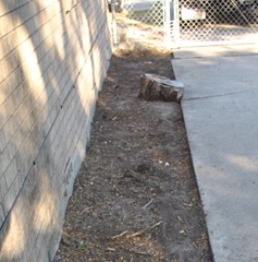 Stump1 Stump1