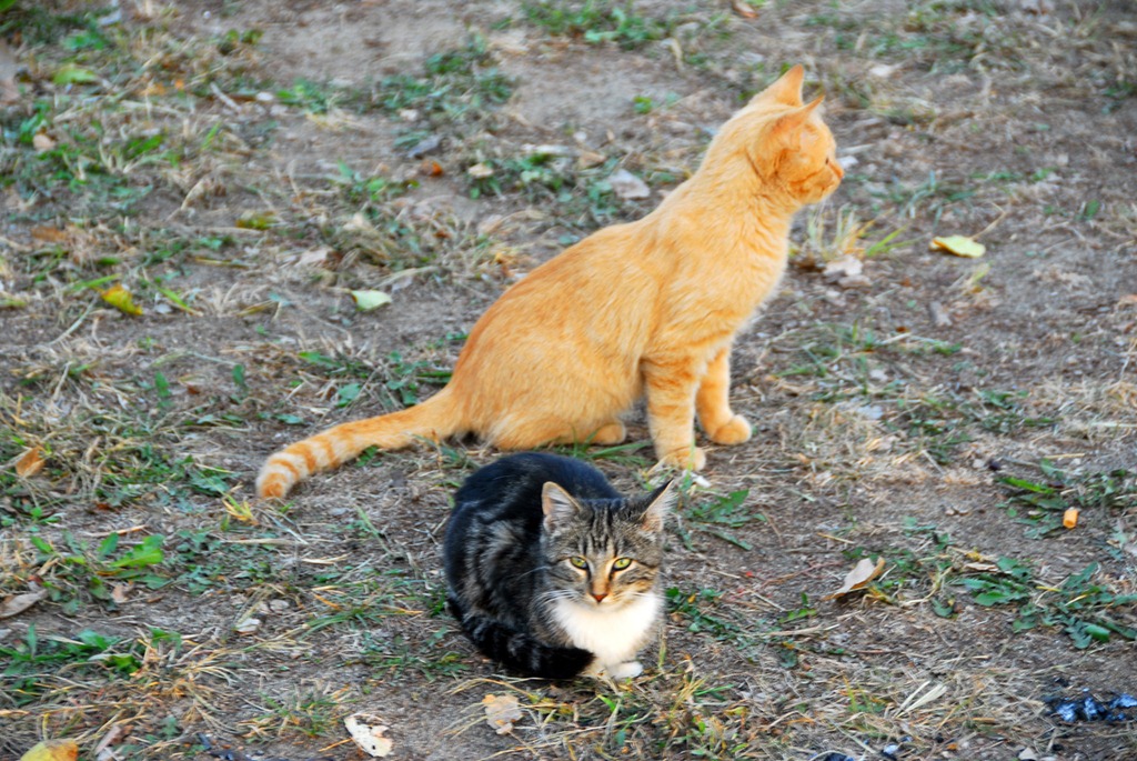 [Two-Kitties2.jpg]