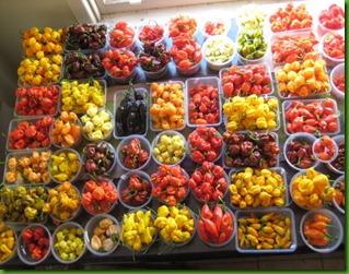Peppers1 Peppers1