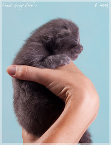 Фото котенка мейн-кун Frant возраст 2 недели | Питомник Grey Claw`s