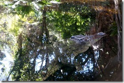 Crocodile at Taronga Zoo