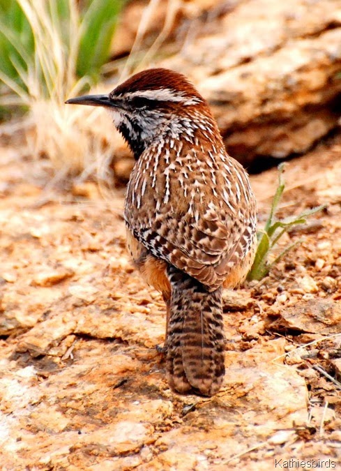1-7-2014 cacwren saguaro np east-kab 1-7-2014 cacwren saguaro np east-kab