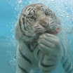 tiger underwater 8.gif
