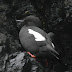 Pigeon%252520guiillemot.dscn8808
