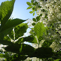European Elderberry