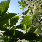 European Elderberry