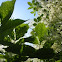 European Elderberry