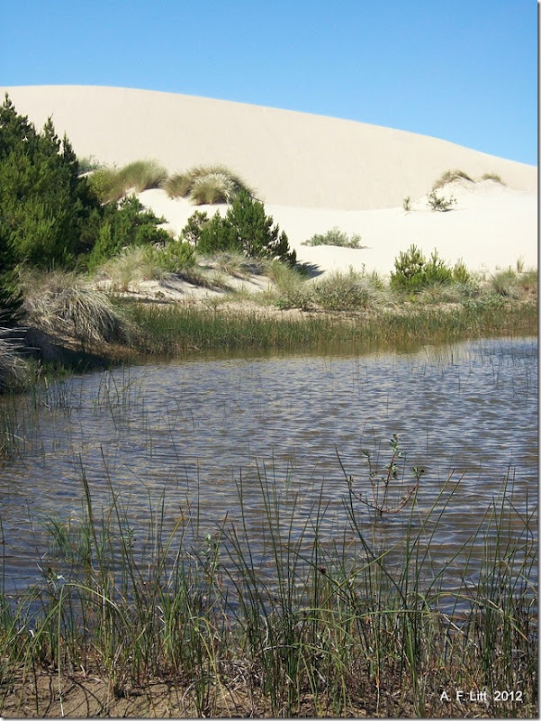 Oregon Dunes National Recreation Area.  Eel Creek State Park.  Oregon.  July 3, 2011.  Photo of the Day, March 11, 2012.