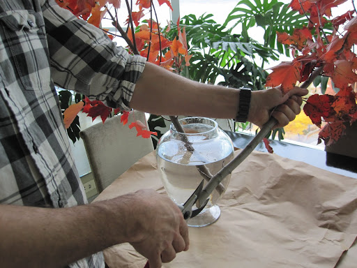 Tom prepares the bottom of the branches to help the plant receive plenty of drinking water.