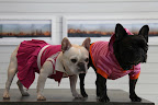 Like this, Sharkey!  Now we're both pretty in pink!