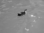 A duck in the Estanque del Retiro in the Parque del Buen Retiro, Madrid.