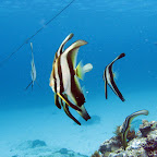 Longfin batfish (Blue Lagoon, Padangbai, Bali)