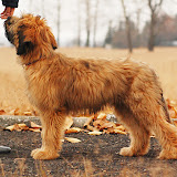Abi - DSC_0243.jpg