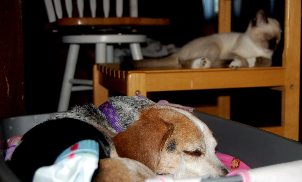 [catdogbin53.jpg]