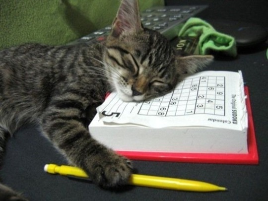 [tired-cute-animals-9%255B2%255D.jpg]