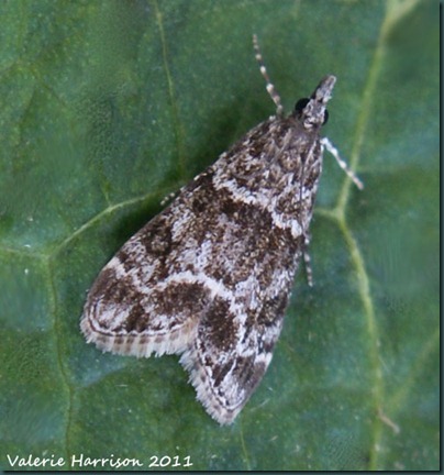 Scops 7 Scops 7