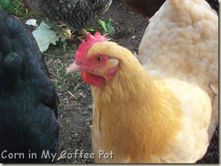 Chickens- acting strange 004 Chickens- acting strange 004