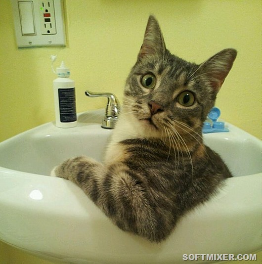 cat cat