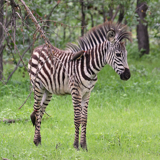 Baby Zebra Zambia Baby Zebra Zambia
