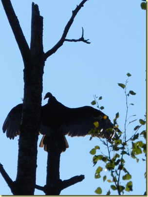 buzzard