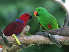 two-parrot-baby_97619-480x360