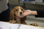 Additionally, Francesca has many eyedrops to take.  The wonderful ladies at the vet demonstrated on adorable Whiz, and showed us how to apply the medication.