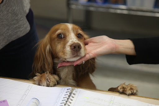 Additionally, Francesca has many eyedrops to take.  The wonderful ladies at the vet demonstrated on adorable Whiz, and showed us how to apply the medication.