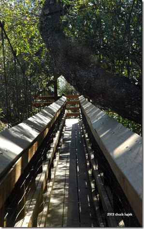 Myakka swinging walkway 123 Myakka swinging walkway 123