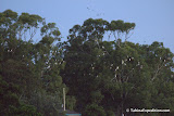 They make a lot of noise dawn and dusk
