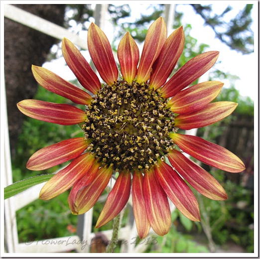 06-23-sunflower2