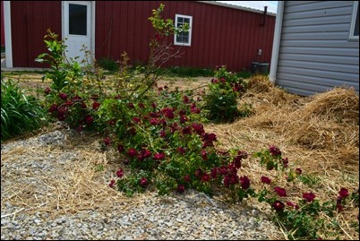 out of control red rose bush out of control red rose bush