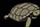 [turtle-40x279.jpg]