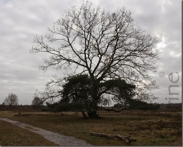 heide heide