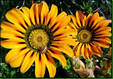 Gazania 3 Gazania 3