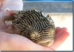 6874 Texas, South Padre Island - Osprey Cruises - Sea Life Safari - touch tank - puffer fish