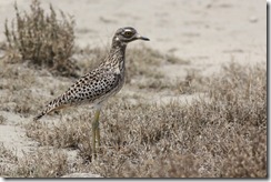 Spotted Thick-knee 