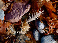 Sea shore interest