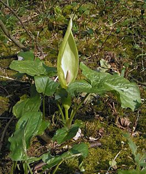Arum Lily Arum Lily