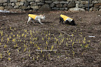 In fact, they seem to be emerging all along the daffodil border.
