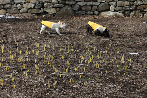 In fact, they seem to be emerging all along the daffodil border.